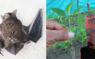 Recolección de semillas con murciélagos frugívoros