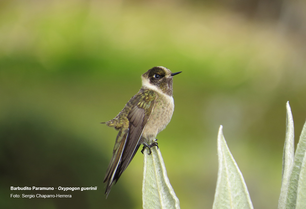 Paramuno Aves del Parque Nacional Natural Sumapaz, Colombia - Fundación Humedales